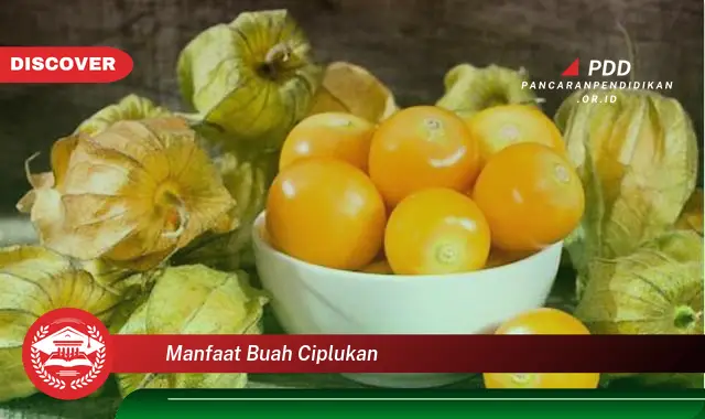 manfaat buah ciplukan