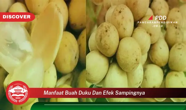 manfaat buah duku dan efek sampingnya