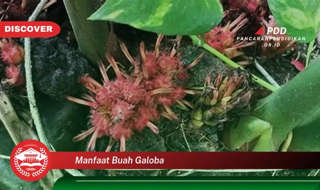 manfaat buah galoba