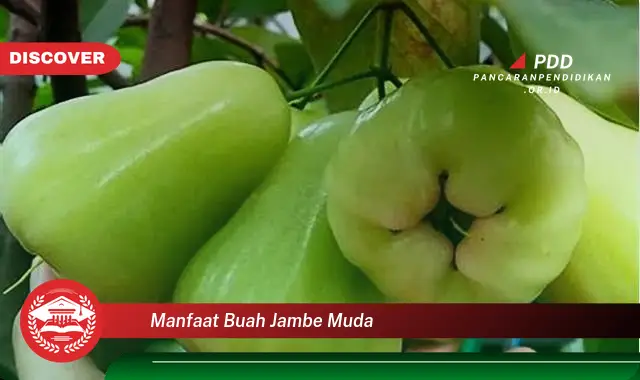 manfaat buah jambe muda