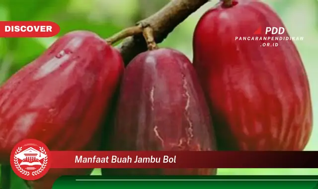 manfaat buah jambu bol