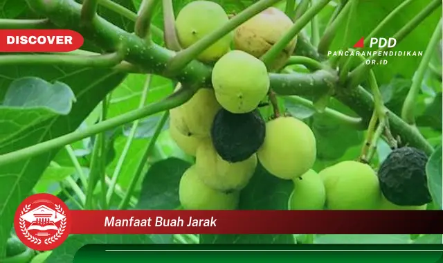 manfaat buah jarak