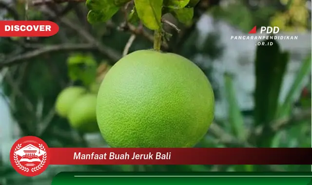 manfaat buah jeruk bali