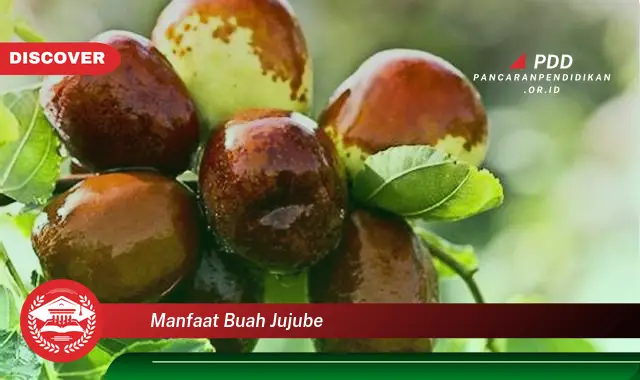 manfaat buah jujube