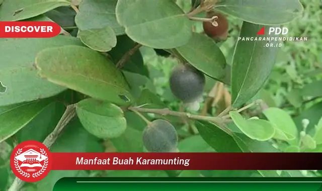 manfaat buah karamunting