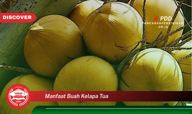 manfaat buah kelapa tua