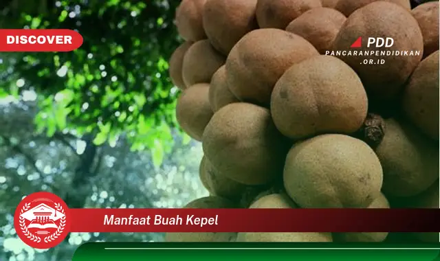 manfaat buah kepel