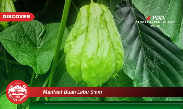 manfaat buah labu siam