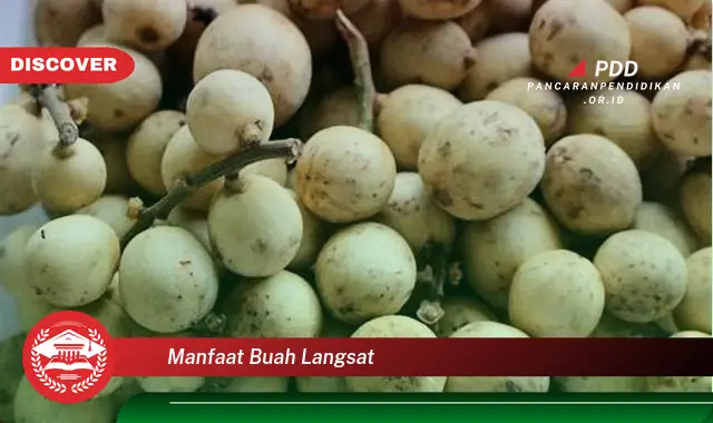 manfaat buah langsat