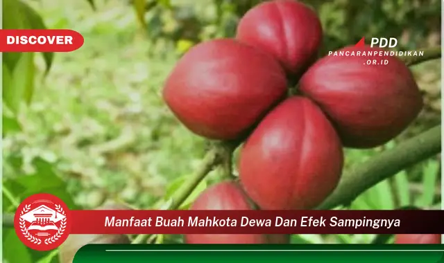 manfaat buah mahkota dewa dan efek sampingnya