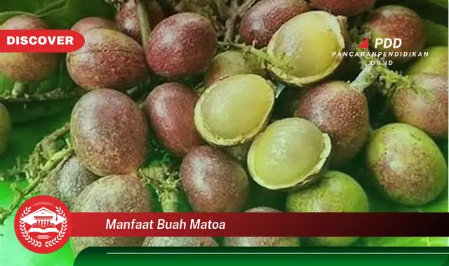 manfaat buah matoa