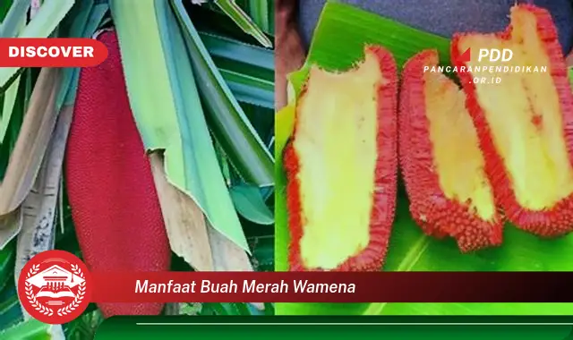 manfaat buah merah wamena