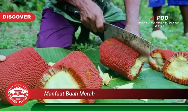 manfaat buah merah