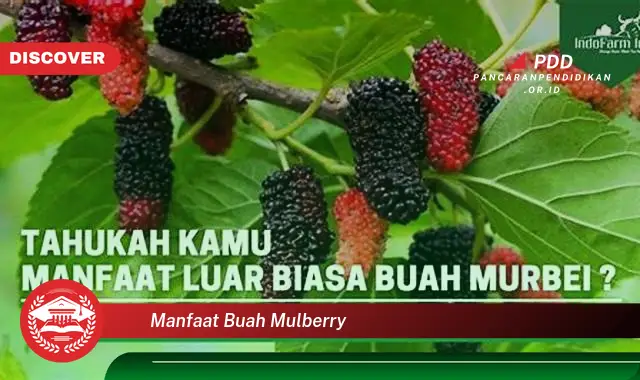 manfaat buah mulberry