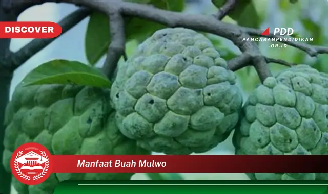 Bikin Penasaran, Ketahui 30 Manfaat Buah Mulwo yang Wajib Diketahui