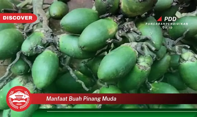 manfaat buah pinang muda