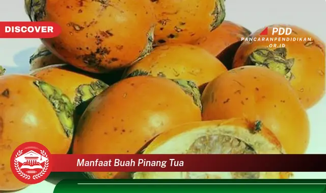 manfaat buah pinang tua
