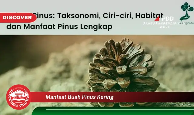 manfaat buah pinus kering