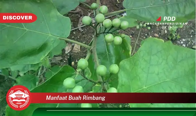 manfaat buah rimbang