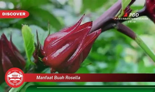 manfaat buah rosella