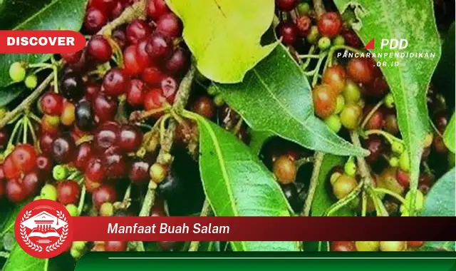 manfaat buah salam