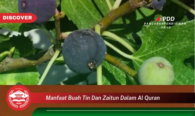 manfaat buah tin dan zaitun dalam al quran