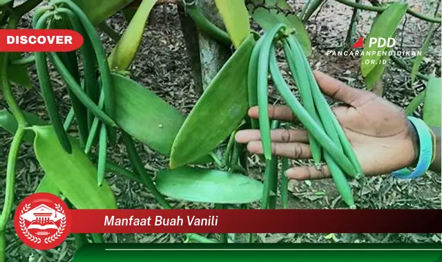 manfaat buah vanili