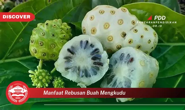 manfaat rebusan buah mengkudu