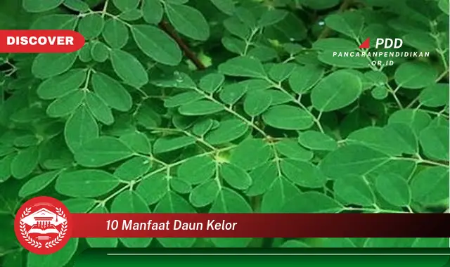 10 manfaat daun kelor