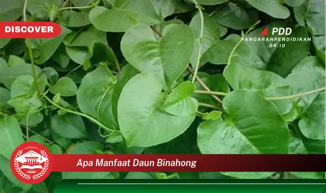 apa manfaat daun binahong