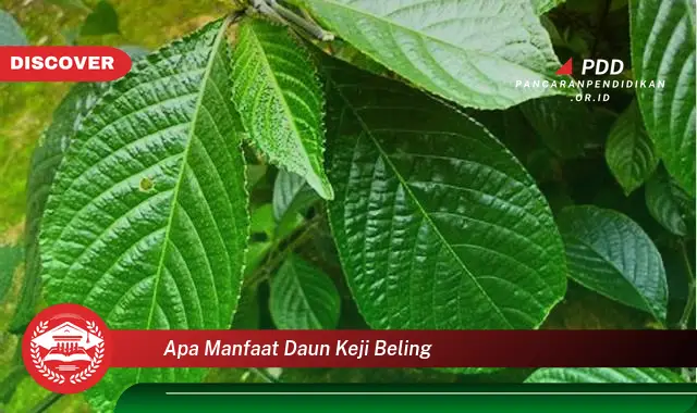 apa manfaat daun keji beling