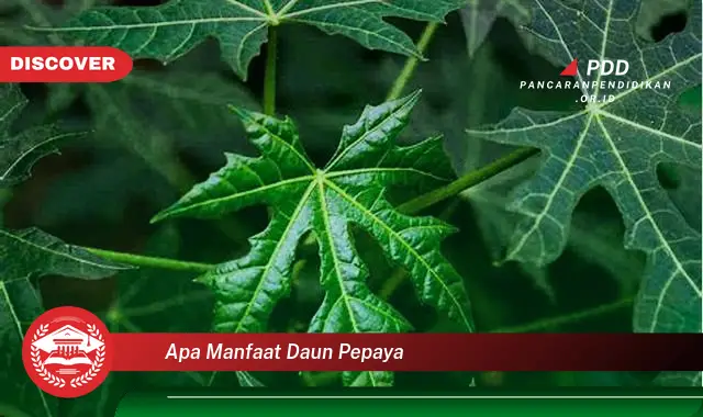 apa manfaat daun pepaya