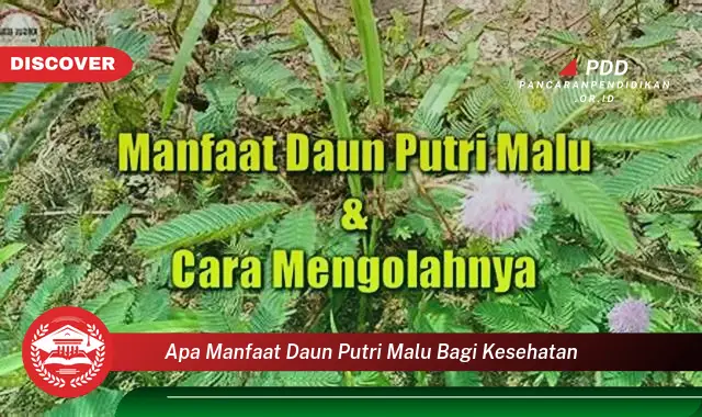 apa manfaat daun putri malu bagi kesehatan