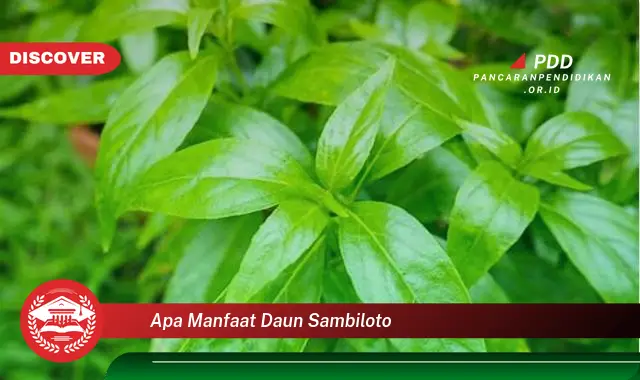 apa manfaat daun sambiloto