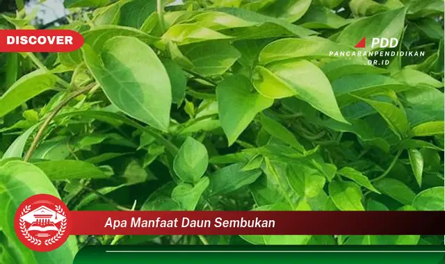 apa manfaat daun sembukan