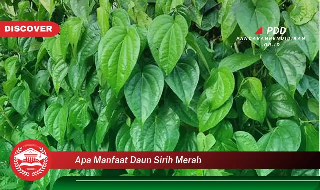 apa manfaat daun sirih merah