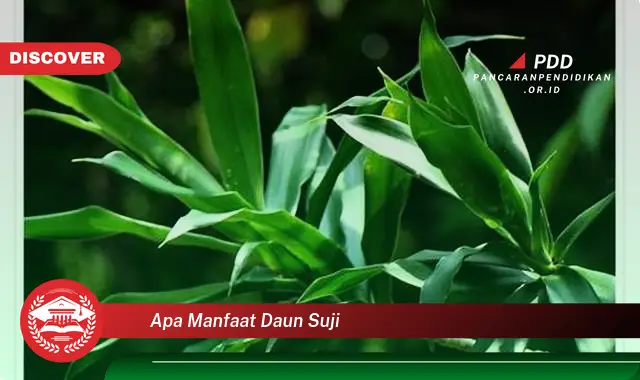 apa manfaat daun suji