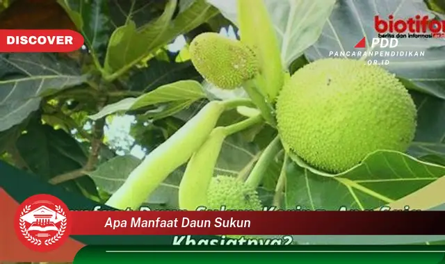 apa manfaat daun sukun