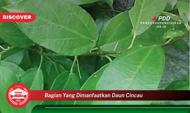 bagian yang dimanfaatkan daun cincau