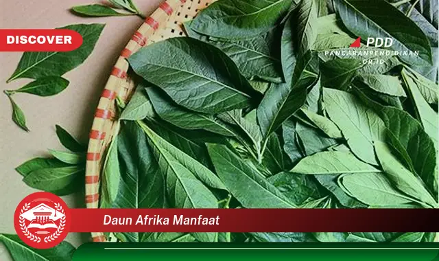 daun afrika manfaat