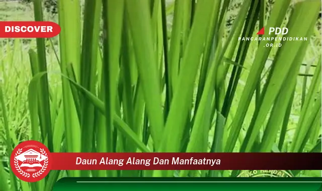 daun alang alang dan manfaatnya