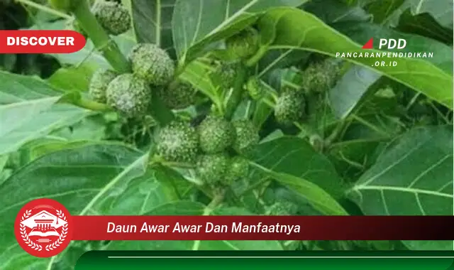 daun awar awar dan manfaatnya