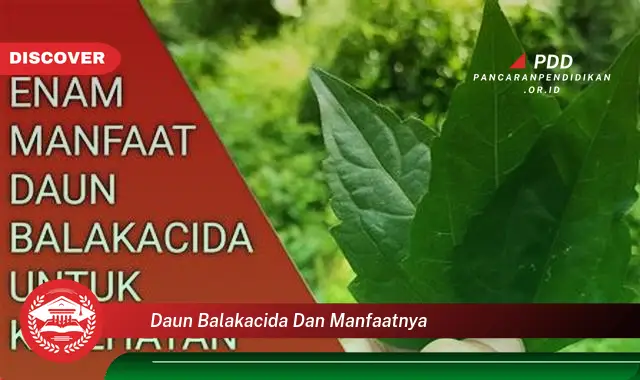 daun balakacida dan manfaatnya