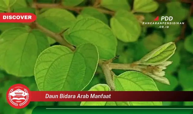 daun bidara arab manfaat