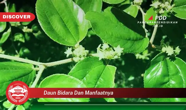 daun bidara dan manfaatnya