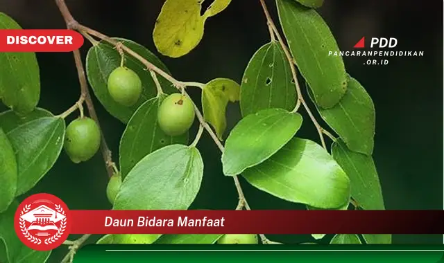 daun bidara manfaat