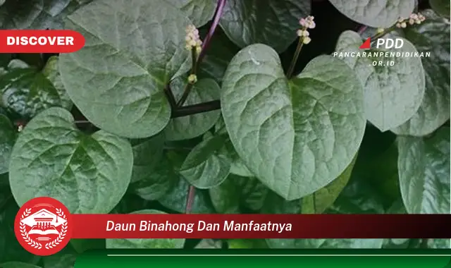 daun binahong dan manfaatnya