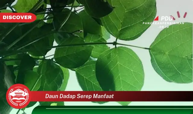 daun dadap serep manfaat