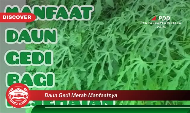 daun gedi merah manfaatnya