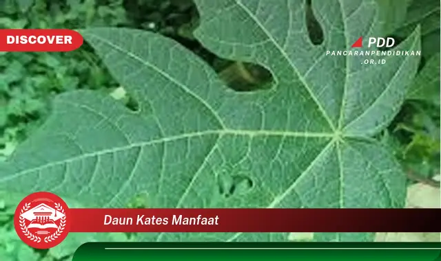 daun kates manfaat